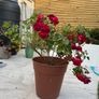 rose plant Image 3