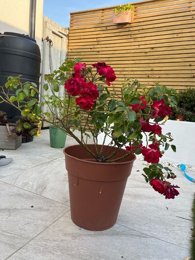 rose plant