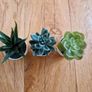 Ikea Mini Succulent Desk Plants Image 2