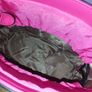 bucket bag Image 4