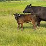 3yr Old Organic Angus Stock Bull Image 7
