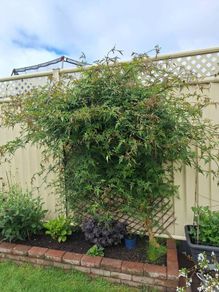 fully established common jasmine