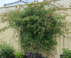 fully established common jasmine