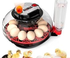 Egg Incubators for Hatching Eggs, Incubator for 12 Eggs with Automatic Turning & Auto Water Filling, Temperature & Humidity Control, Egg Incubator for Chicken, Quails, Ducks, Goose, Pigeon, Parrot