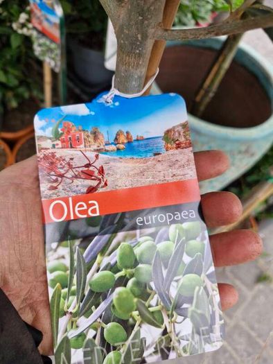 olive tree
