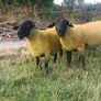 100% grass fed suffolk hoggets for macroom mart. Image 2
