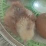 chicks Image 2