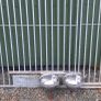dog kennels Image 5