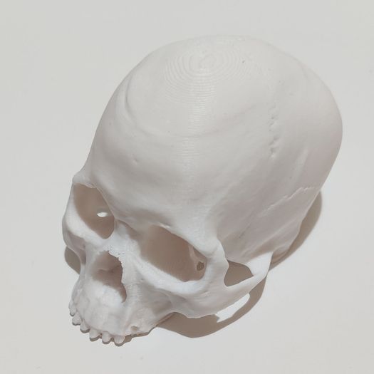 Coral Encrusted Skull 3D Printed