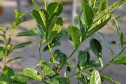 laurel hedging