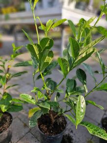 laurel hedging