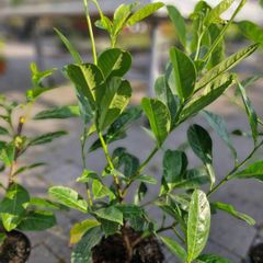 laurel hedging