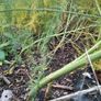 Asparagus seeds Image 3