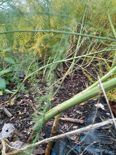 Asparagus roots