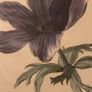 Vintage Anemone Botanical Print Framed - Nederlandsch Bloemwerk Cottagecore Art 12x15 inches Image 5