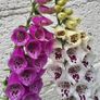 Foxglove plant. White and pink. Bee friendly plants. Image 5