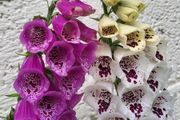 Foxglove plant. White and pink. Bee friendly plants.