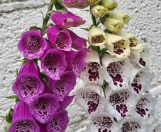 Foxglove plant. White and pink. Bee friendly plants.