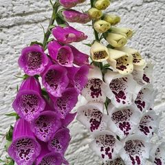 Foxglove plant. White and pink. Bee friendly plants.