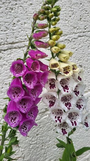 Foxglove plant. White and pink. Bee friendly plants.