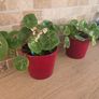 House plant Begonia Red Ruby Image 2