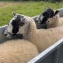 mule hoggets Image 10