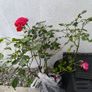 garden plants Image 2