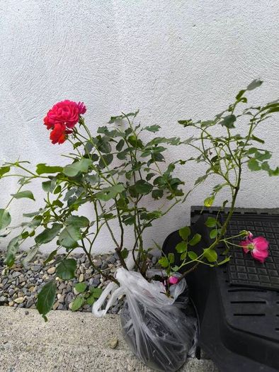 garden plants