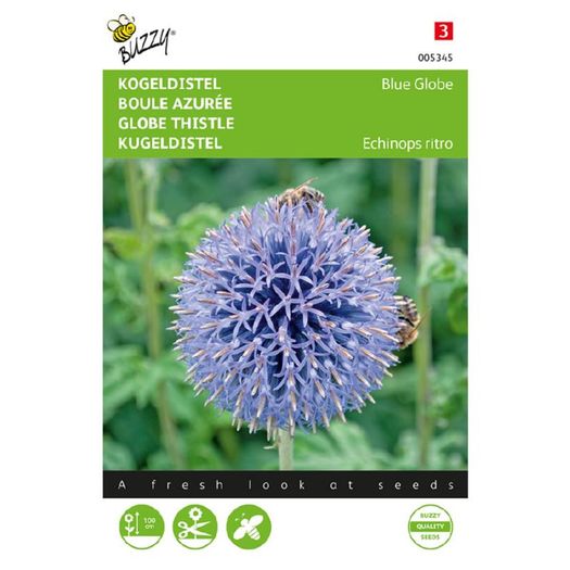 Buzzy Globe Thistle 'Blue Globe' Seeds 0.5g | Sow in July