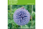 Buzzy Globe Thistle 'Blue Globe' Seeds 0.5g | Sow in July