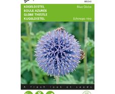 Buzzy Globe Thistle 'Blue Globe' Seeds 0.5g | Sow in July