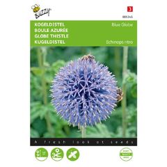 Buzzy Globe Thistle 'Blue Globe' Seeds 0.5g | Sow in July