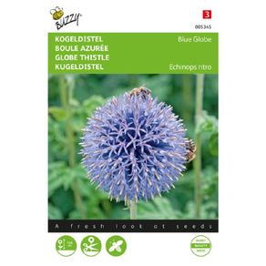 Buzzy Globe Thistle 'Blue Globe' Seeds 0.5g | Sow in July