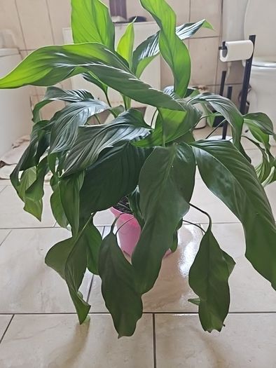 Plants