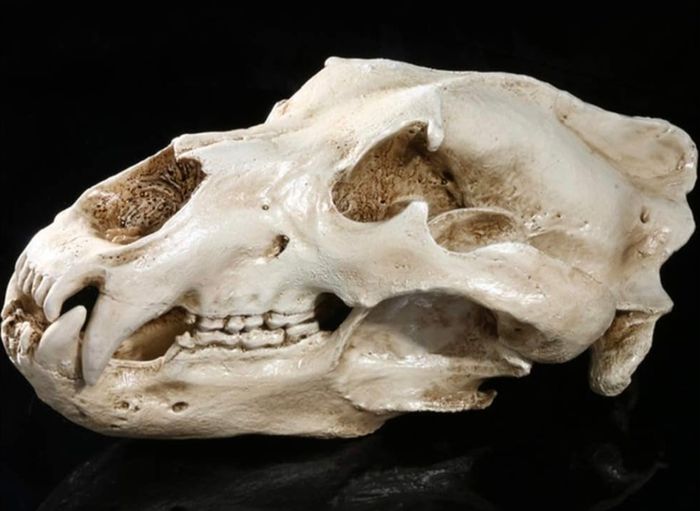 1/1 resin copy of a polar bear skull.