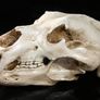 1/1 resin copy of a polar bear skull. Image 5