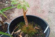 Tetrapanax rex