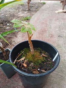 Tetrapanax rex