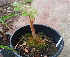 Tetrapanax rex
