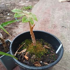 Tetrapanax rex