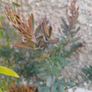 Purple acacia tree Image 2