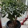 Money tree, Crassula Image 2