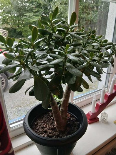 Money tree, Crassula