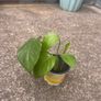 Money plant Image 2