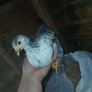 bantam chicks Image 8
