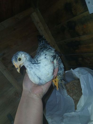 bantam chicks