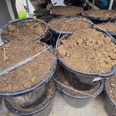30 Buckets of good soil