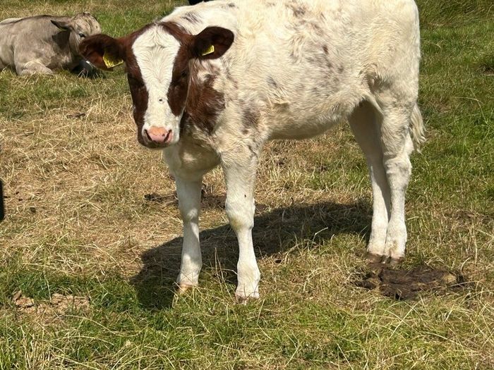 Farming