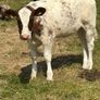 Farming Image 9
