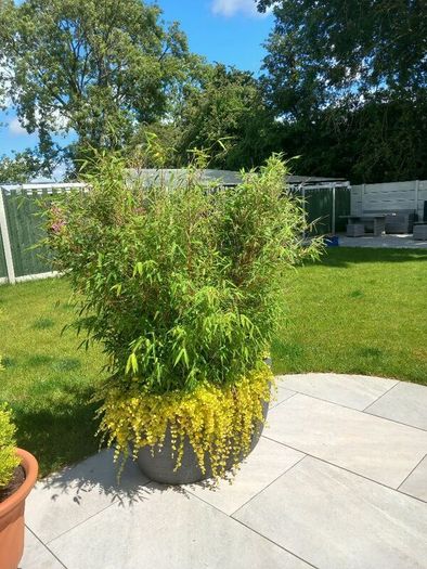 plants